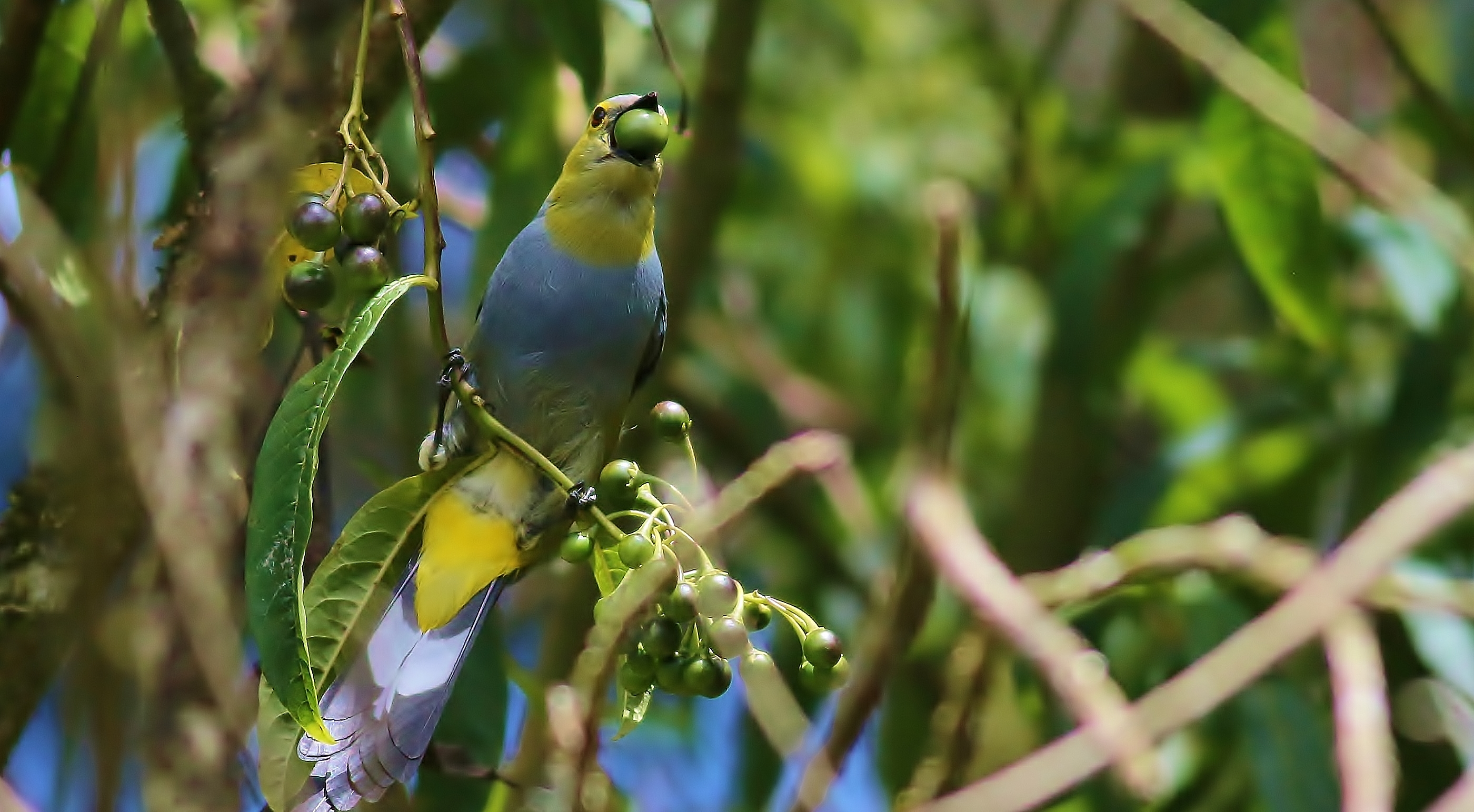 Long-tailed Silky-flycatcher